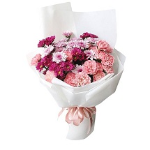 Hoa Cẩm Chướng Carla